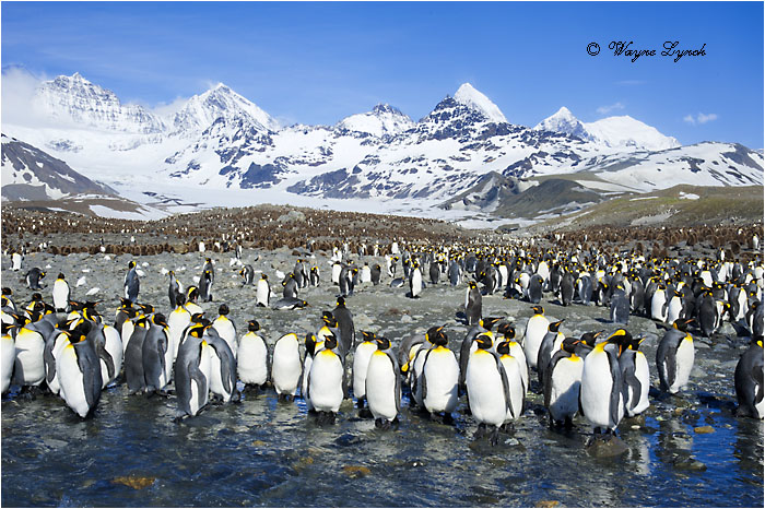 King Penguins Molting 135 by Dr. Wayne Lynch &copy;